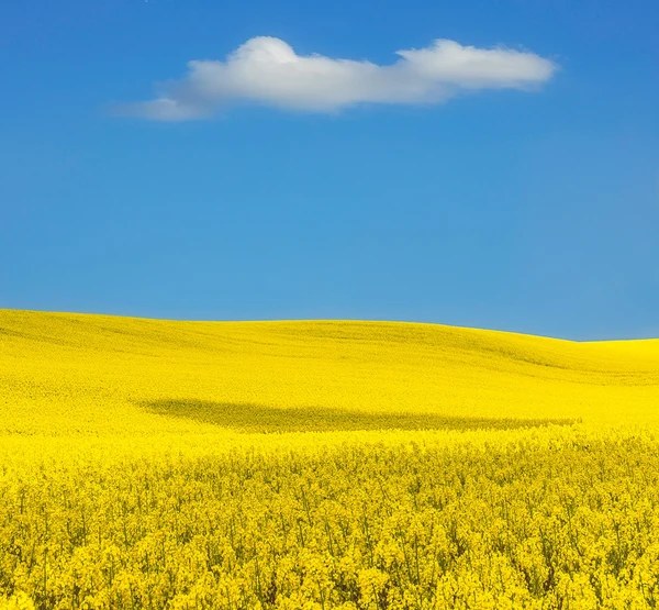 Oilseeds